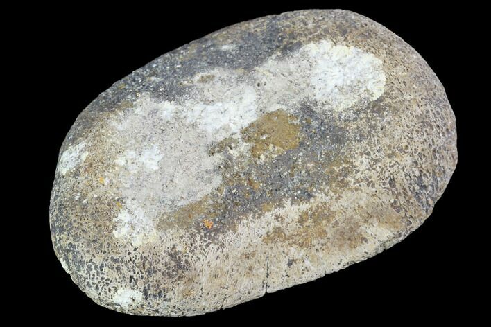 Hadrosaur Foot Bone - Alberta (Disposition #-) #100498